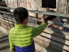 -北京鹿世界主题园