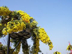 菊花展-三圣花乡旅游区