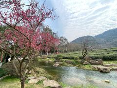 -中国茶叶博物馆(双峰馆区)