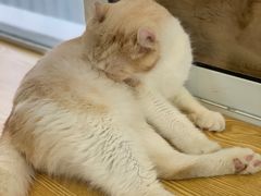 -Heymao猫咖.咖啡厅(东门店)