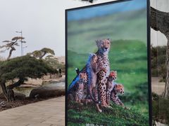 -罗红摄影艺术馆