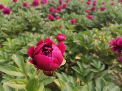 -仁和公园(顺义区)