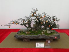 -重庆市江北嘴中央商务区中央公园