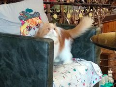 -more than meow吴止猫主题餐厅(承德 中船汇店)