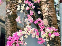 -深圳国际园林花卉博览园