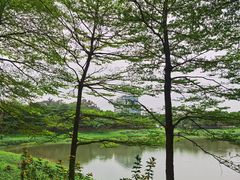 -广东花都湖国家湿地公园