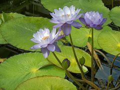 -国家植物园南园