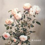 水彩画作品欣赏：精湛的月季花画💓💓