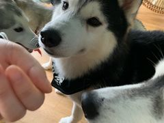 -Husky Go! 哈士奇体验馆·宠物咖啡厅狗咖