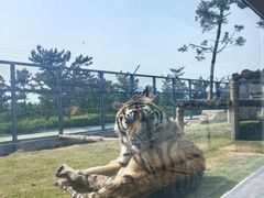 -西霞口神雕山野生动物世界