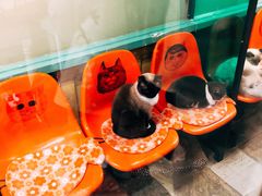 -猫咪博物馆(顶澳仔猫街店)