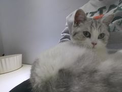 -喵的天空名猫咖啡馆·撸猫·猫舍·用品