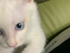 -喵百万·布偶·蓝金金渐层英短·猫舍(百子湾店)