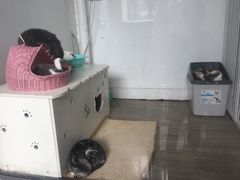 -有猫主题·治愈系猫咖(曾厝垵店)
