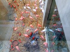 -麒麟中餐厅·经典粤菜·地道菜式老字号(广州长隆酒店)