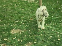 -北京野生动物园