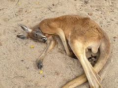 -泉州海丝野生动物世界