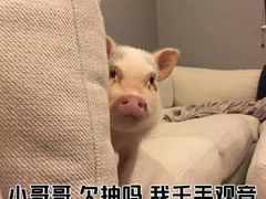 -碧海金沙