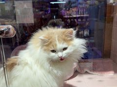 -FAELING PETS美天灵宠物(富力广场店)
