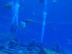-三亚亚特兰蒂斯度假区