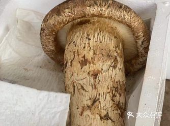 深夜食堂～松茸到了，打开扑面而来的香气，用小刀仔细刮