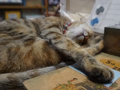 -猫的天空之城概念书店(苏州平江店)