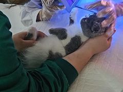 -派特宠物医院(圆融广场店)