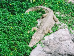 -清迈夜间动物园