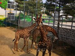 -西霞口神雕山野生动物世界