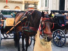 -圣母百花大教堂穹顶