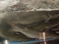 -鱼酷活鱼烤鱼(北美店)