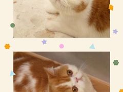 -飞行喵MR PILOT|猫舍·猫咖(静安大融城店)