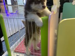 -龟与熊猫宠物公园(南坪店)