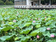 -荔湾湖公园