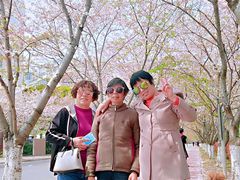 -高东镇樱花园