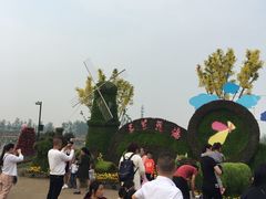-荷兰花海