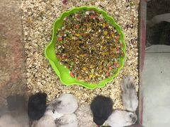 -钓仓鼠(洋桥北里小区店)