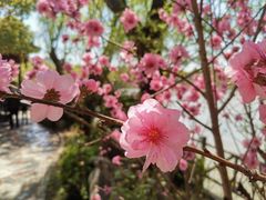 -南汇桃花村