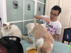 香槟-鼓捣猫呢主题猫咖店