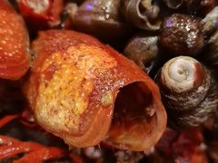 -霸王虾·麻辣小龙虾(清水河公园店)