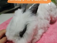 -东莞宠友24H宠物中心医院·转诊夜诊·异宠(新河北路院)