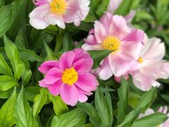 -曹州百花园