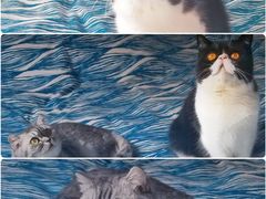 -爱侣宠医·鹦鹉专科·小型哺乳类·异宠专科(灵石路店)