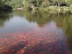 -西湖外事游船(花港观鱼码头)