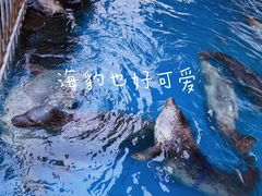 -华夏文旅海洋公园