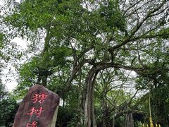 -瑞丽独树成林风景区