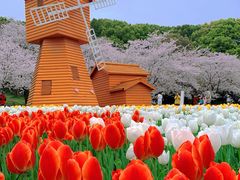 -苏州上方山国家森林公园