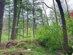 -鲁山国家森林公园