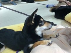 -逗柴咖啡屋·狗咖猫咖宠物桌游