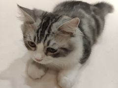 -飞行喵MR PILOT|猫舍·猫咖(静安大融城店)